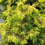 Chamaecyparis obtusa Tsatsumi Gold