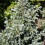 Chamaecyparis pisifera Bouleward
