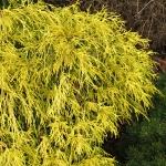 Chamaecyparis pisifera Filifera Aurea Nana