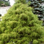 Chamaecyparis pisifera Filifera