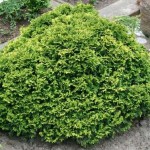 Chamaecyparis pisifera Filifera Nana