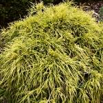 Chamaecyparis pisifera Sungold