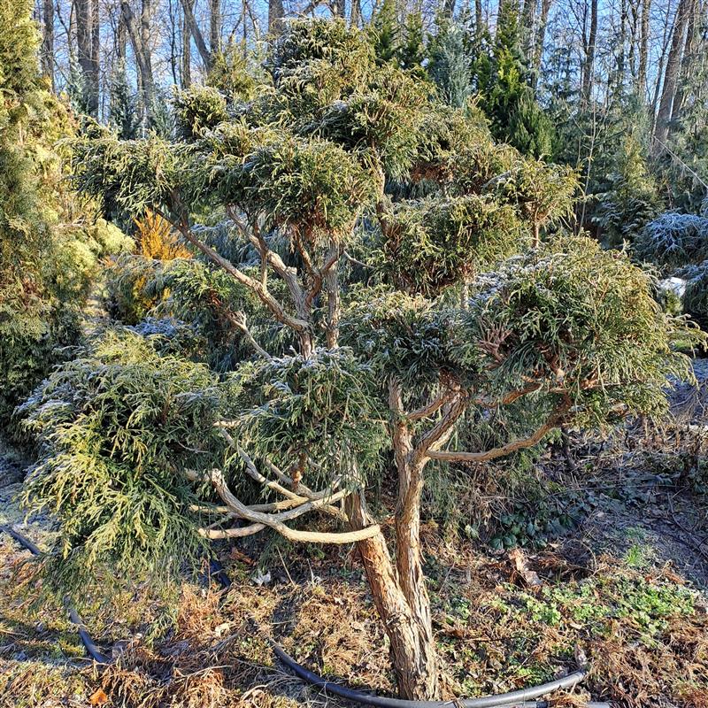 Chamaecyparis pisifera Filifera Nana