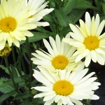 Leucanthemum maximum Banana Cream