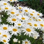 Leucanthemum maximum Snow Lady