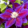 Clematis hybrida Julka