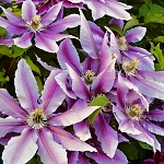 Clematis hybrida Nelly Moser