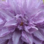 Clematis hybrida Proteus