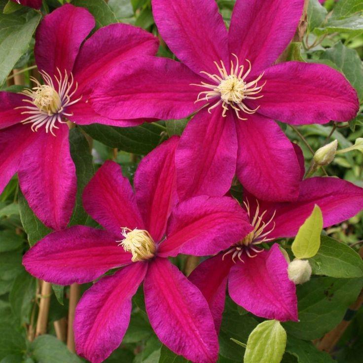Clematis hybrida Sunset