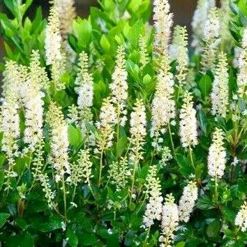 Clethra alnifolia Sixteeen Candles
