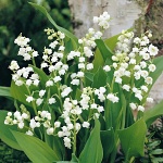 Convallaria majalis Doreen