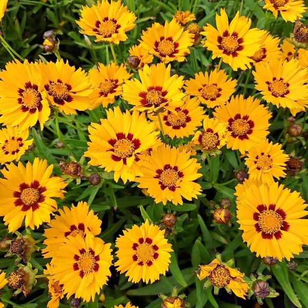 Coreopsis grandiflora Sunfire Yellow Red