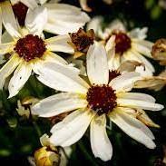 Coreopsis verticillata Fool's Gold