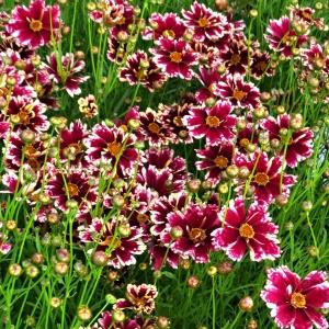 Coreopsis verticillata Ruby Frost