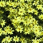 Coreopsis verticillata Moonbeam