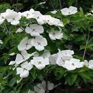 Cornus kousa Venus