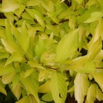 Cornus alba Aurea