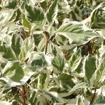 Cornus alba Elegantissima