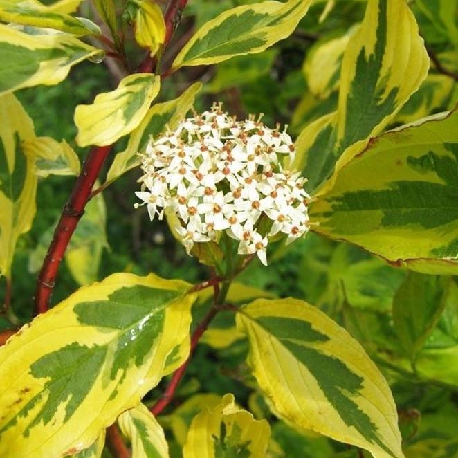 Cornus alba Gouchaltii