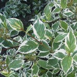 Cornus alba Sibirica Variegata