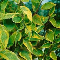 Cornus alba Spaethii