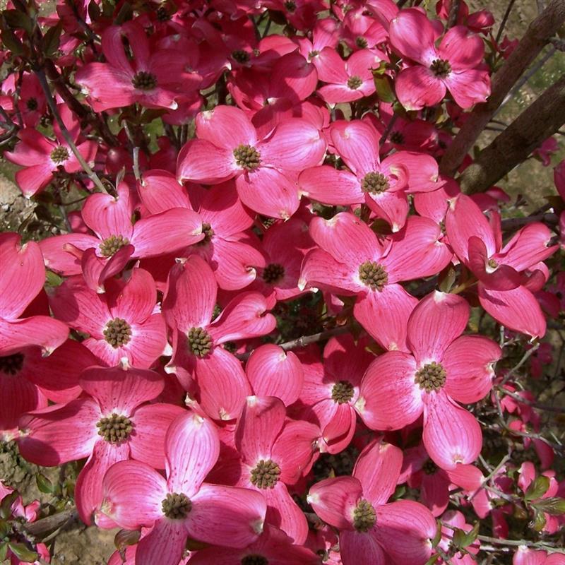 Cornus florida Cherokee Chief