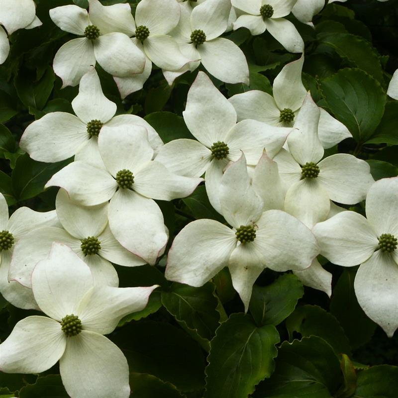 Cornus kousa Whisse Fontaine