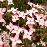 Cornus kousa Beni Fuji