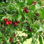 Cornus mas Macrocarpa