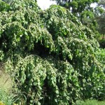 Corylus avellana Pendula