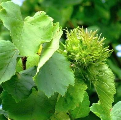 Corylus colurna