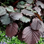Corylus maxima Purpurea