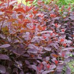 Cotinus coggygria Royal Purple