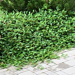 Cotoneaster dammeri Miranda