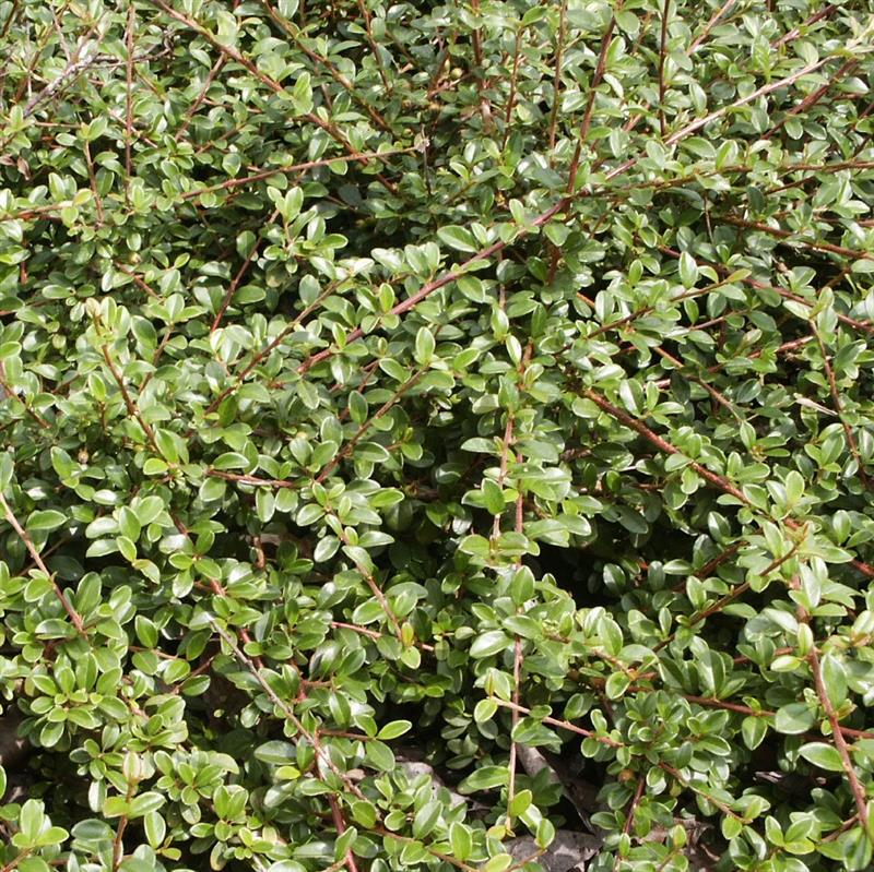 Cotoneaster dammeri Coral Beauty