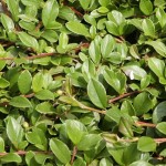 Cotoneaster dammeri var. radicans