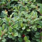 Cotoneaster dammeri Eichholz