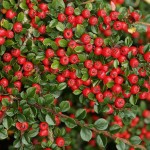 Cotoneaster horizontalis