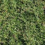 Cotoneaster salicifolius Gnom