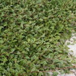 Cotoneaster salicifolius Parkteppich