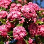 Crataegus laevigata Paul´s Scarlet