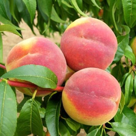 Prunus persica Cresthaven