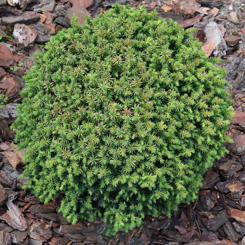 Cryptomeria japonica Compressa
