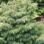 Cryptomeria japonica Elegans Viridis