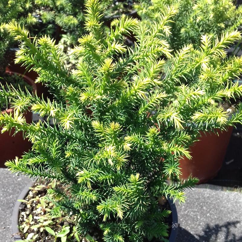 Cryptomeria japonica Villmoriana