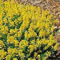 Cytisus decumbens