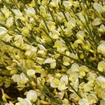 Cytisus x praecox Allgold