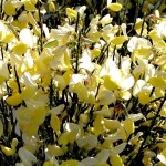 Cytisus x scoparius Dukaat