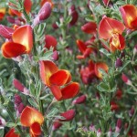 Cytisus x scoparius Lena
