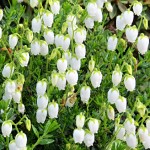 Daboecia cantabrica Alberta White